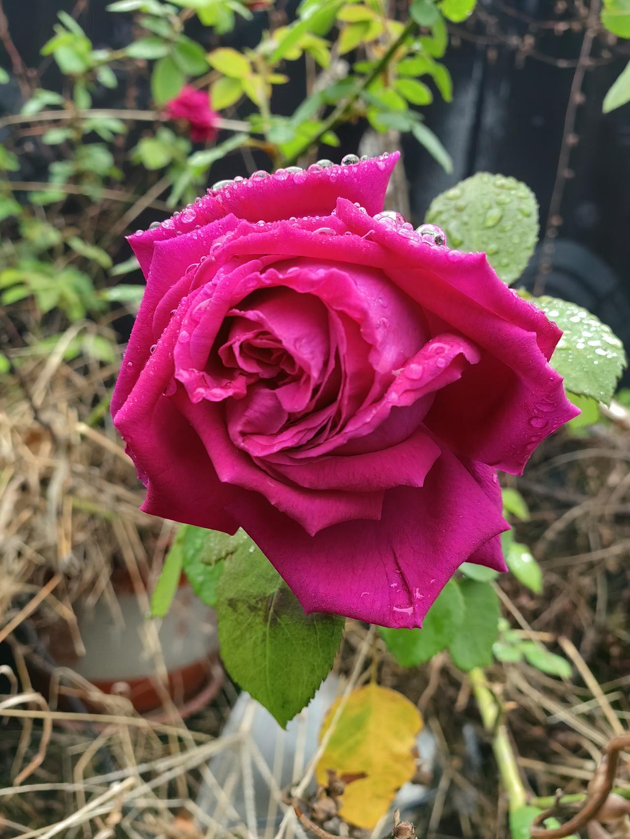 第3个图片是那个花骨朵的还没有开，过两天再摘。
从小就喜欢那些花花草草，结婚之后