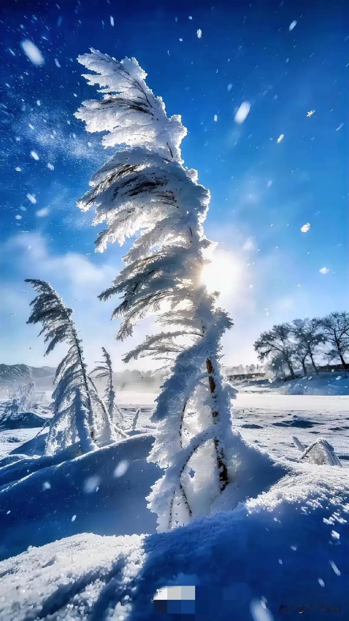 冬日雪景，银装素裹的松树，纯净的雪地，宛如童话世界。