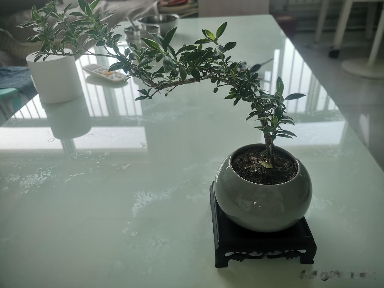 　　媳妇最近不知为什么喜欢上了盆景。今天我刚到店，她兴冲冲地拉着我说：“老公快看