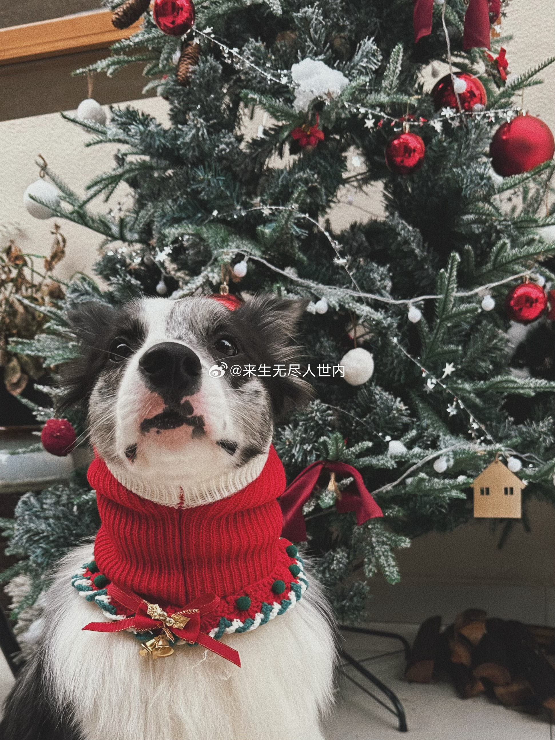 和醒宝儿的第二年圣诞节🎄 ​​​