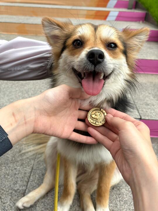 来福士有好多狗狗啊！！