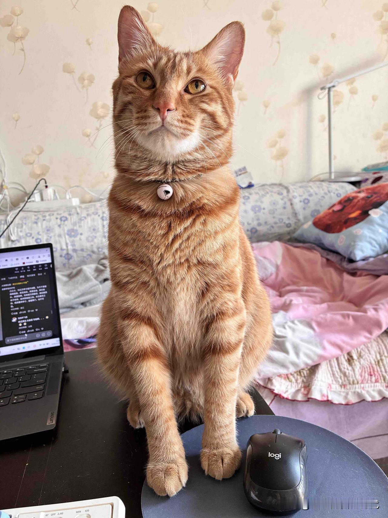 我有小猫咪，你有吗？