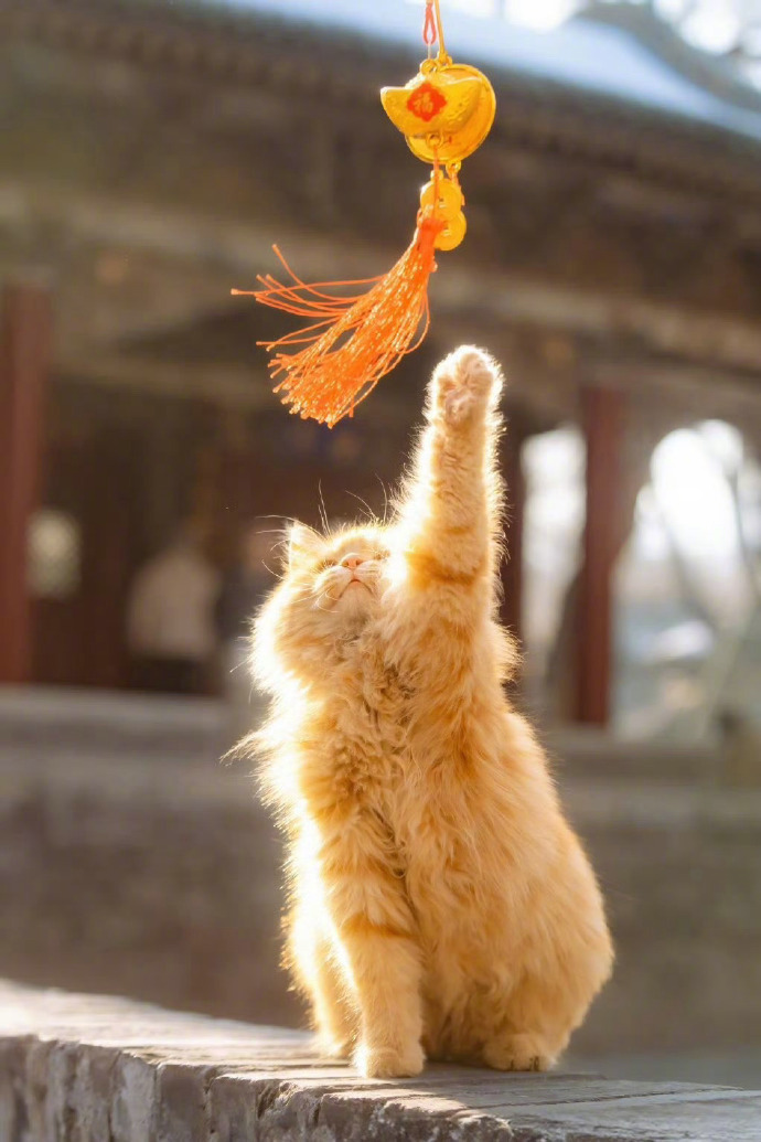 阳光下的招财猫 发光闪耀见者财运上升！！ ​​​