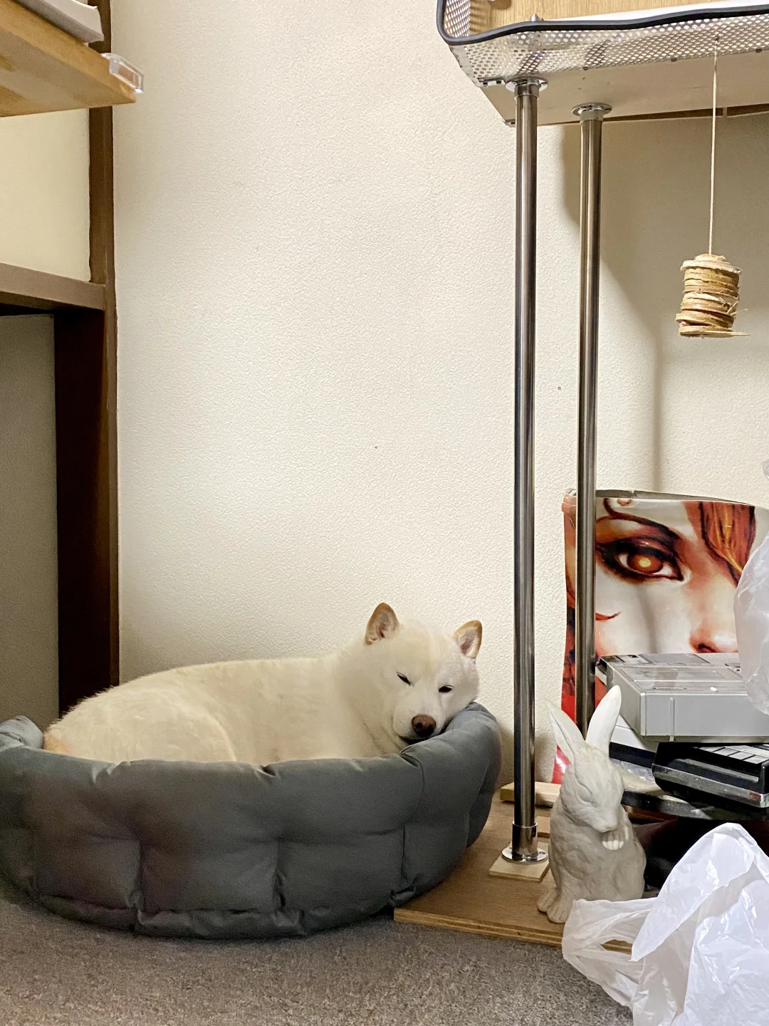 窝瓜