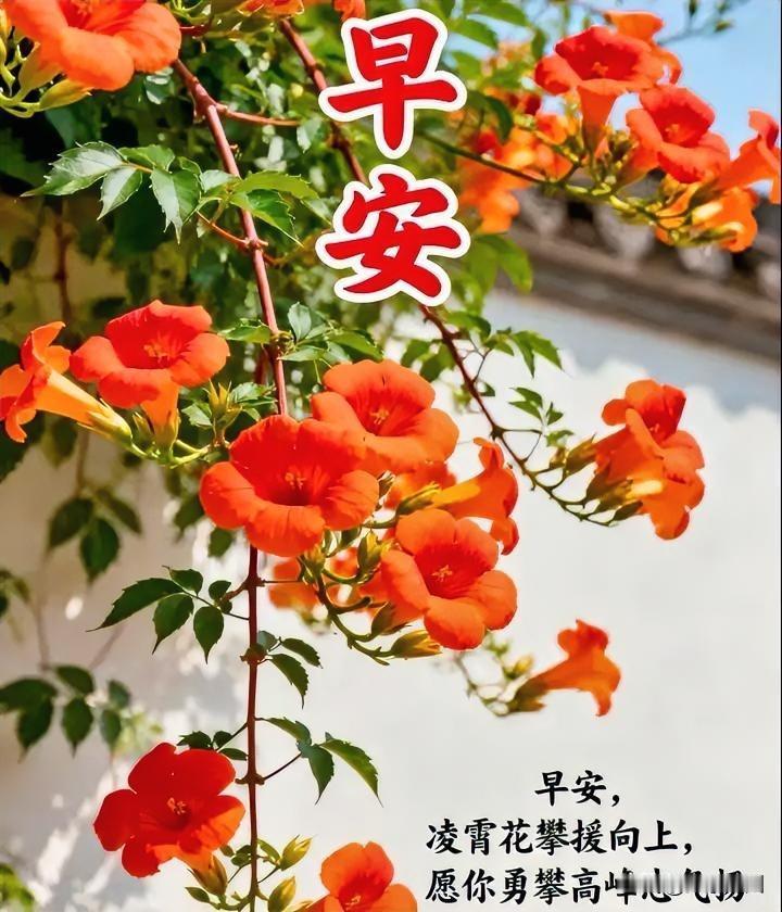 早安！愿你似凌霄花，无畏勇攀高峰！🌸🌺
早晨一句祝福 早晨打卡祝福语 每日祝