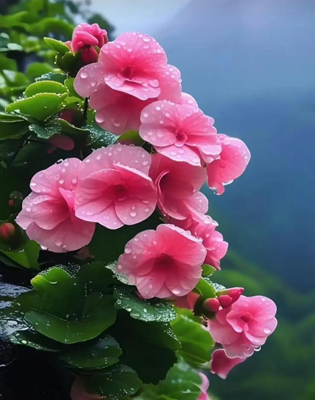 云追弯月月勾云，
花映彩蝶蝶恋花。