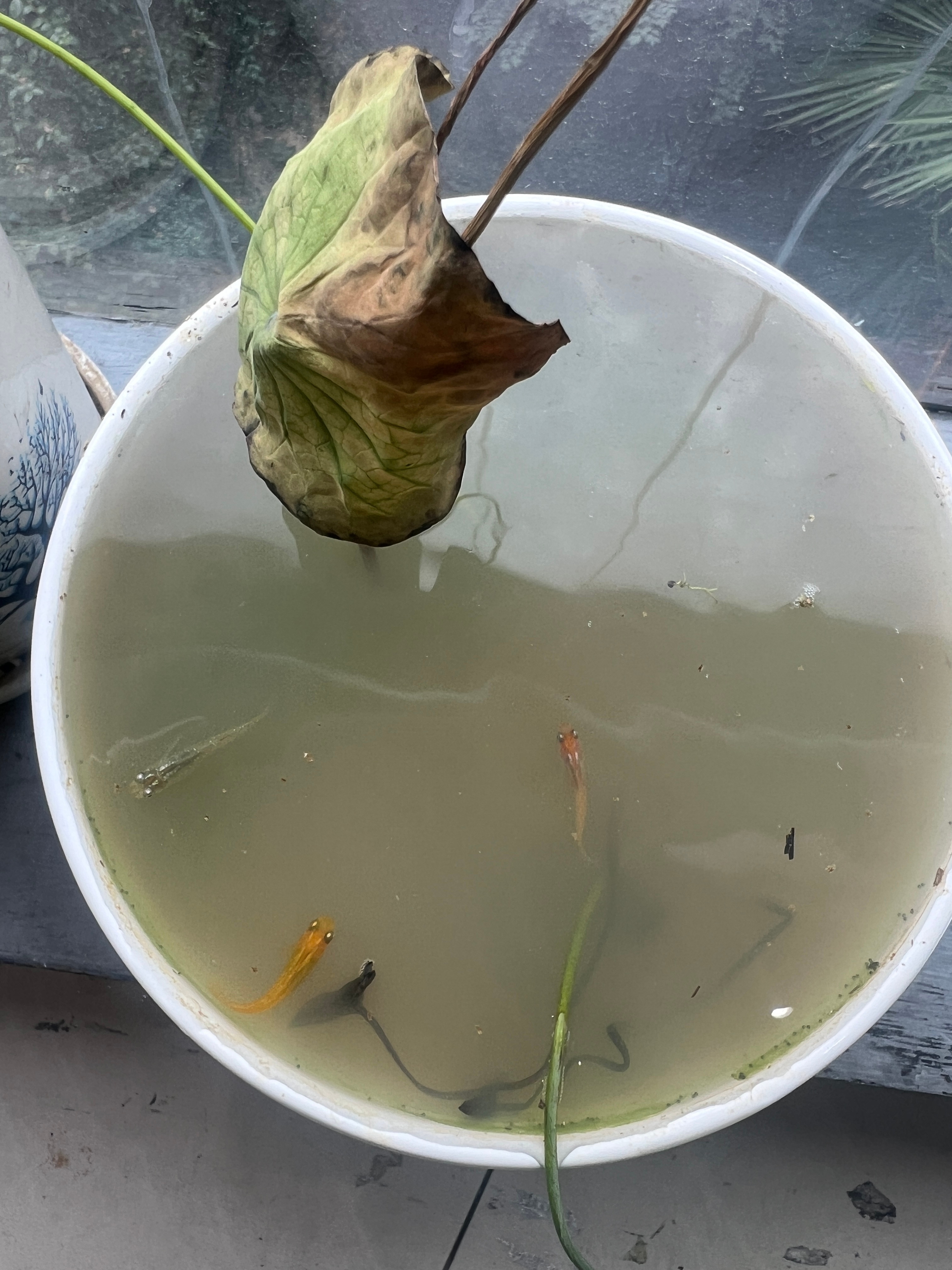 莲花没养好开始养鱼 