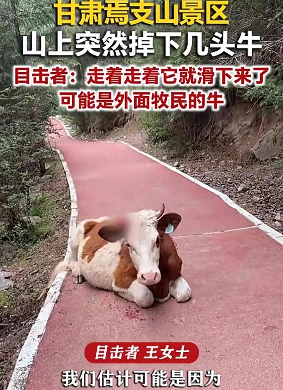 意外还是发生了！甘肃张掖焉支山景区，多名游客正漫步山间赏景，头顶陡坡突然传来巨大