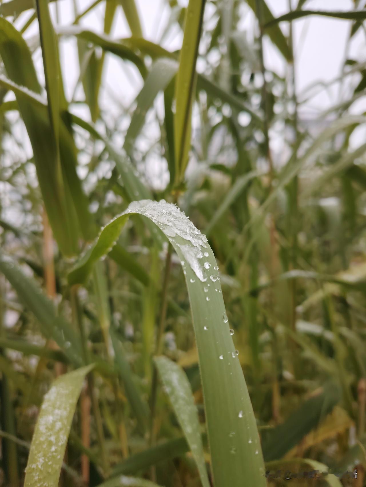 我是家里最小的，爸爸最疼我，但爸爸工作忙。还有哥哥，在我的印象里，妈妈疼哥哥，重