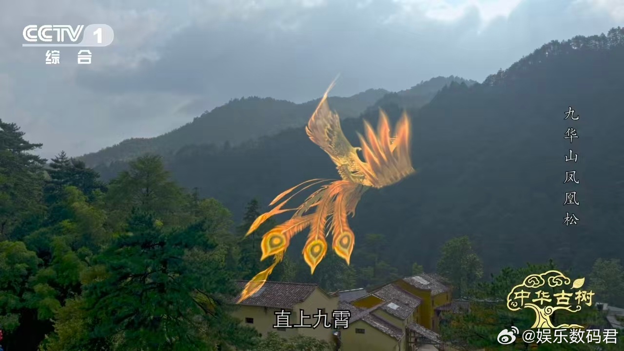 约1400岁古松树像一只大凤凰风一吹千年古松秒变展翅凤凰 这棵树不需要想象力。主