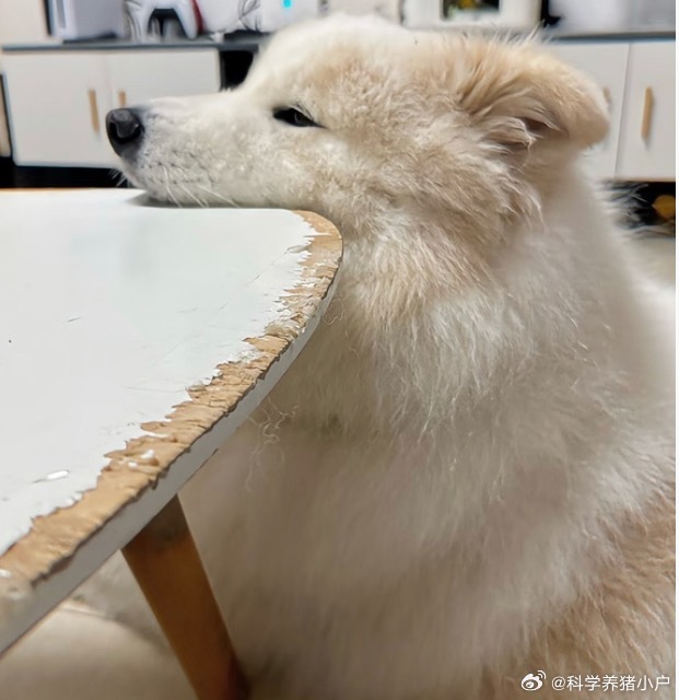 分享图片 