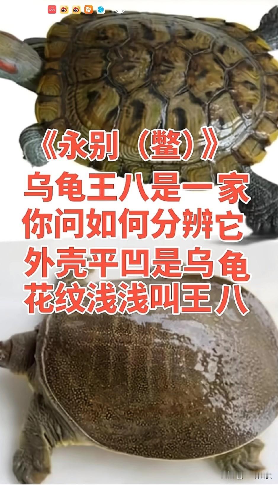 智慧来源生活。
乌龟王八本一家，你问如何分辨它
外壳平凹是乌龟，花纹浅浅叫王八