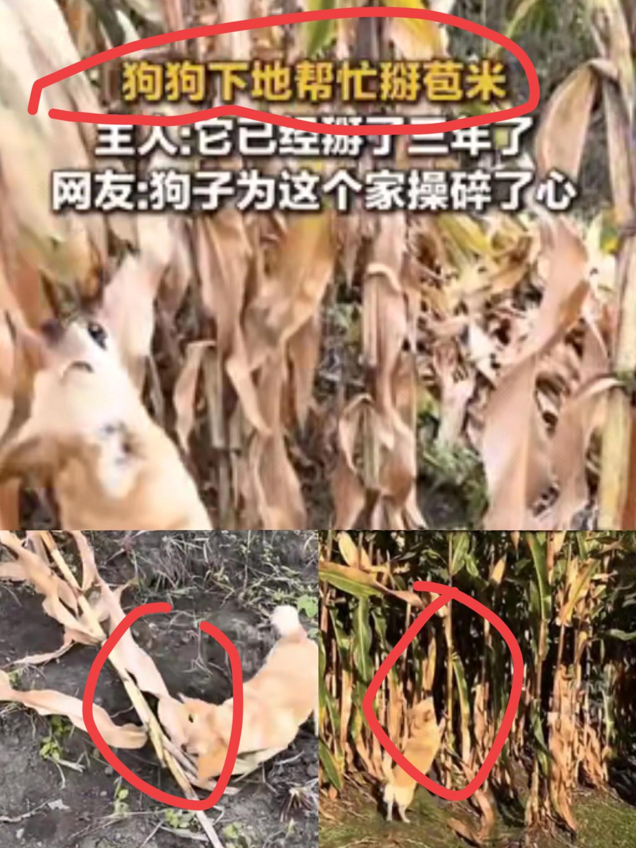 “不可思议！”
黑龙江一女子和家人下地掰玉米，家养的狗狗也跟着来到玉米地，还没等