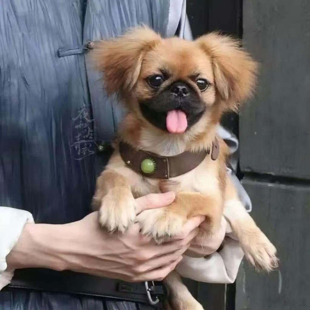 九门这一段诡异得像ai井底名场面真的看一遍起一次鸡皮疙瘩，剖腹死尸原地倒着复活，