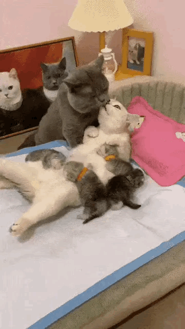 感动，猫咪一家的爱！