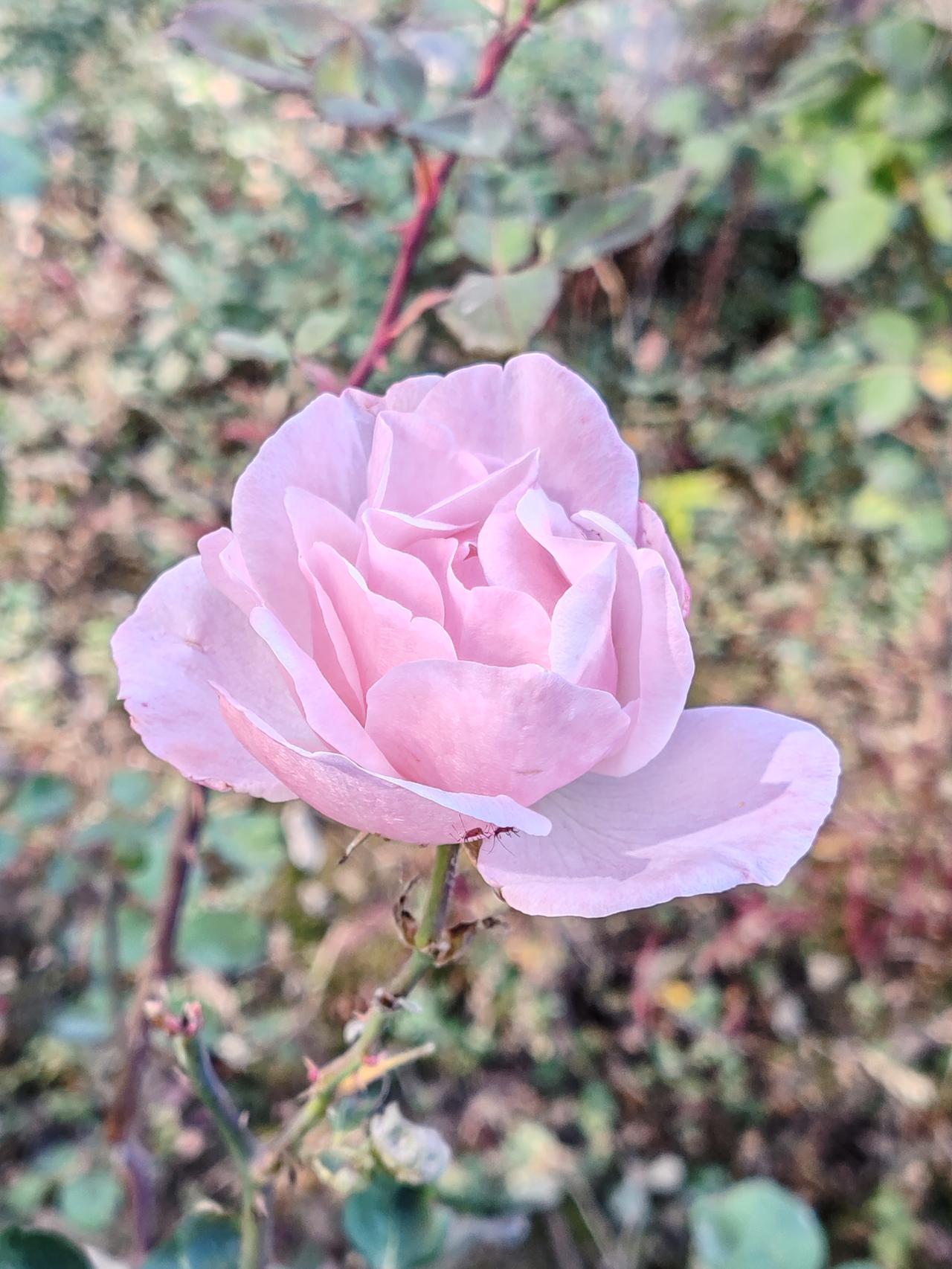 上坟，是与爹娘和祖先倾诉心里话的方式，给他们送去吃穿用度，祈愿他们在另一个世界过