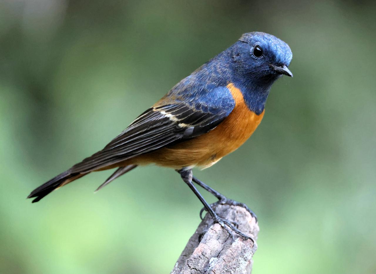 看蓝额红尾鸲这样问话！
“亲，马年春节过得好吗？”
美丽的蓝额红尾鸲问你了。过年