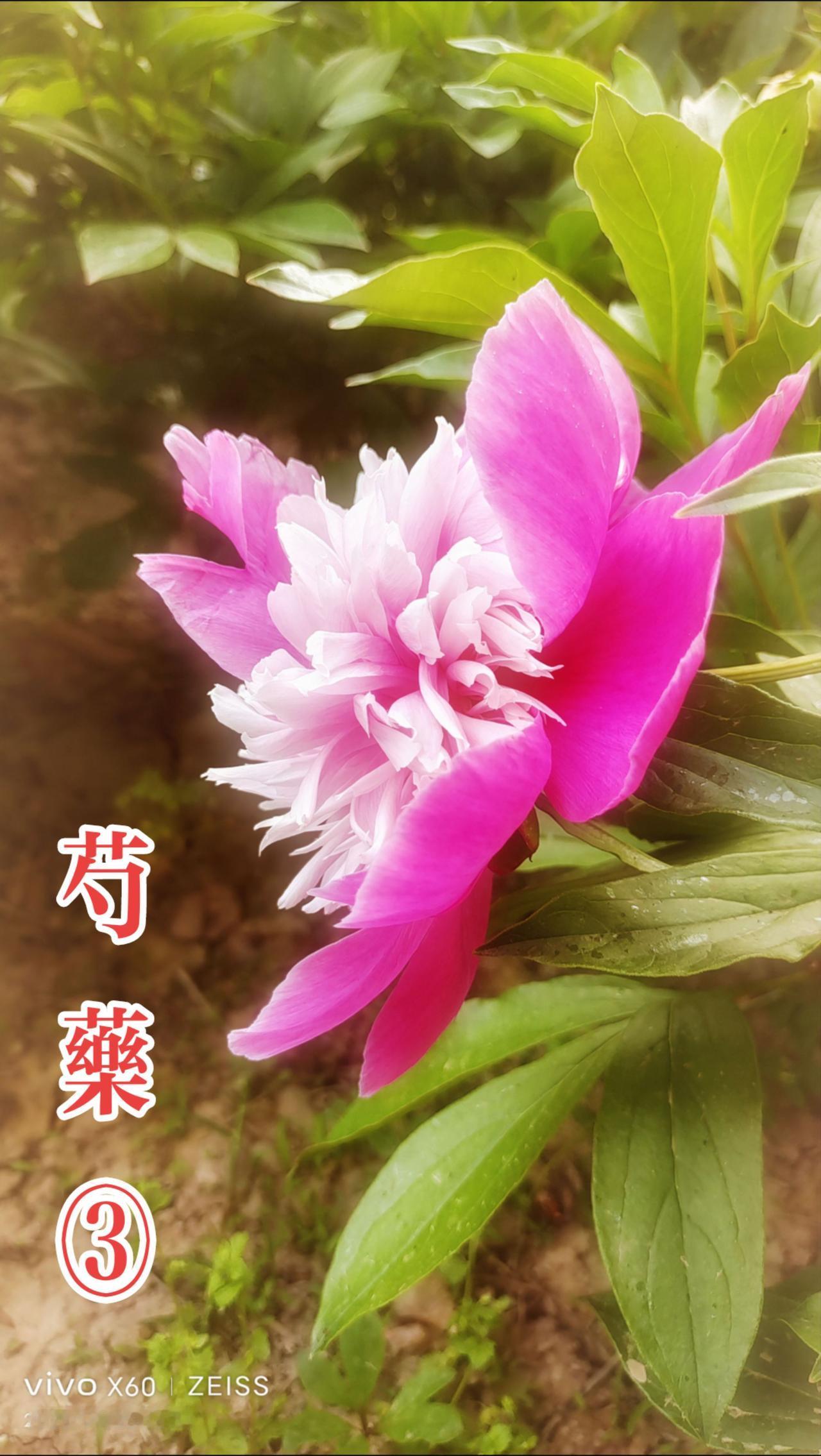 看见音乐 原创视频 漂亮的花总是给人一种愉悦的心情 人间四月天