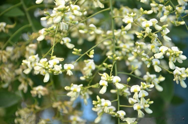 用什么泡水喝可养肝护肝?槐花泡茶喝可养护肝。槐花不仅具有观赏价值，在养生方面也有