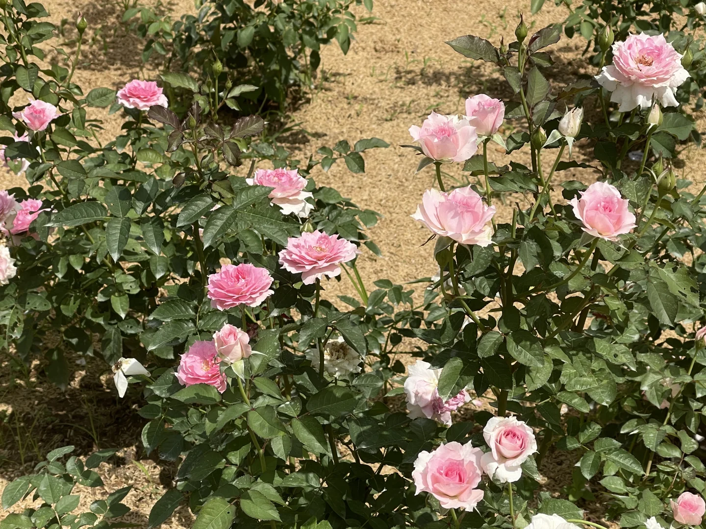 木村粉天方