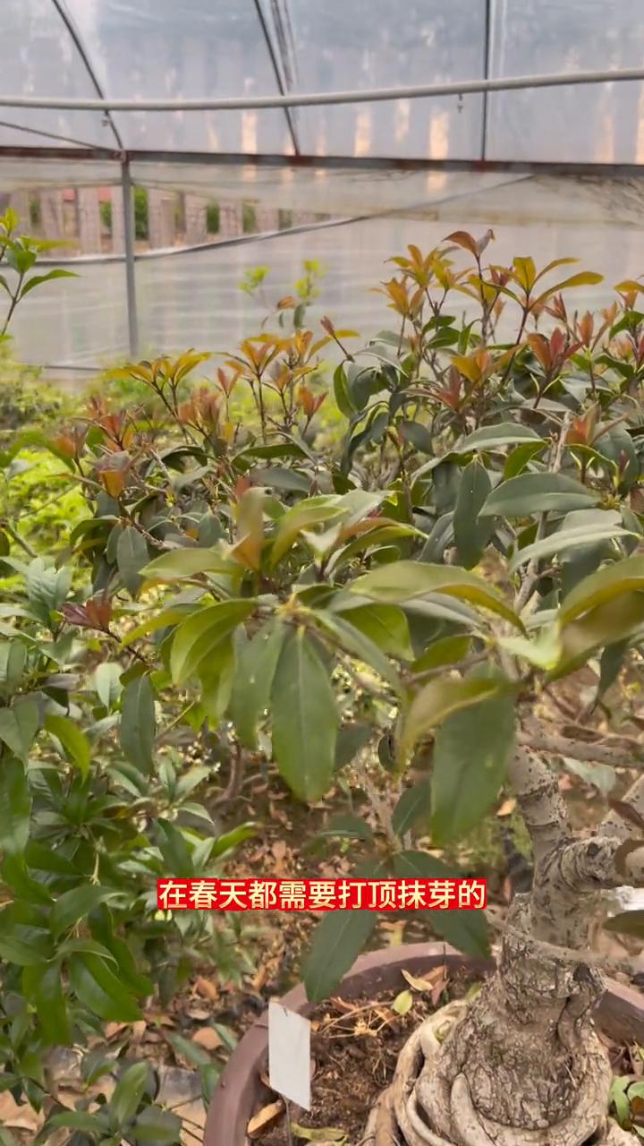 每棵桂花都要打顶抹芽吗？
大家好，我是张家桂花盆景。并不是所有的桂花在春天都需要