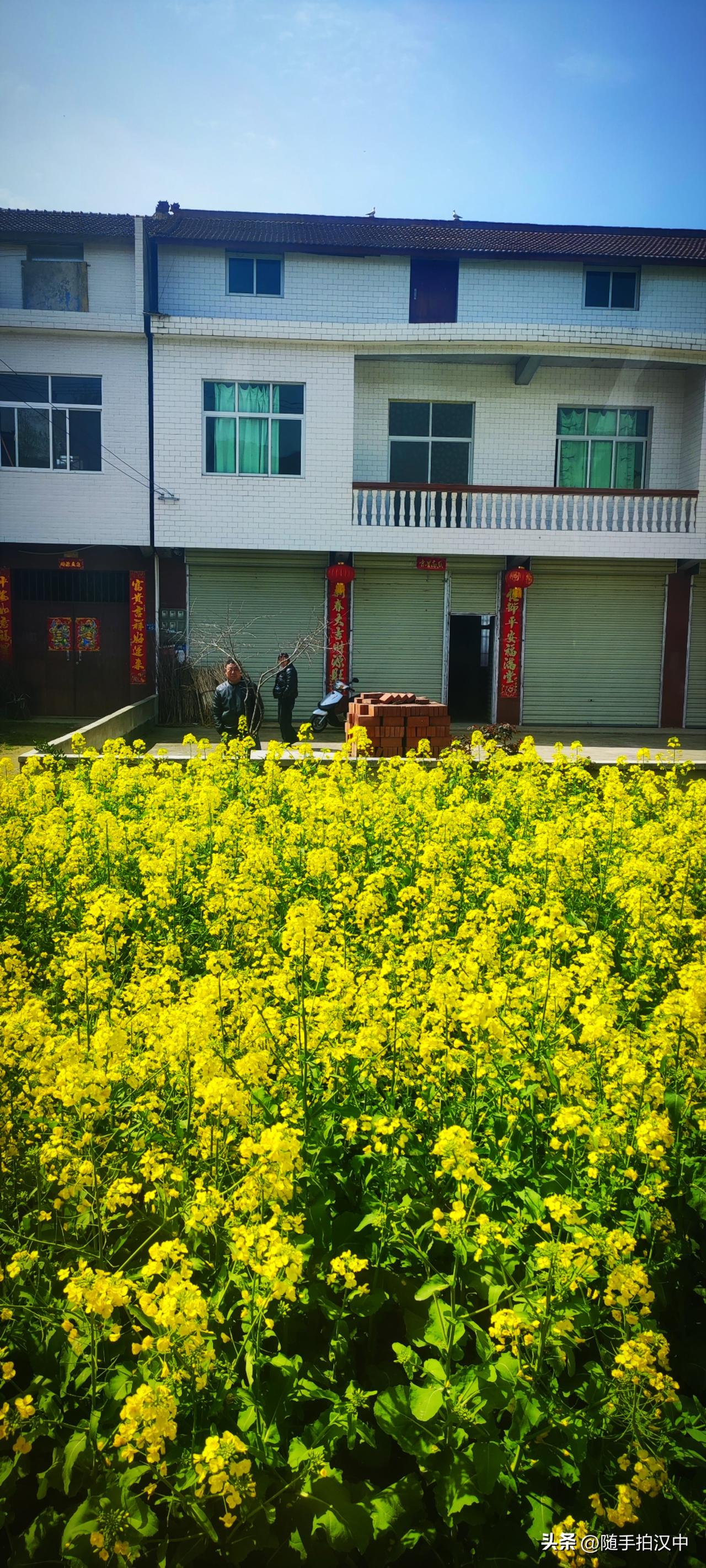 雨后天晴，油菜花开的更盛，蜜蜂成群结队的嗡嗡，湿漉漉的泥土气息扑面而来...套用