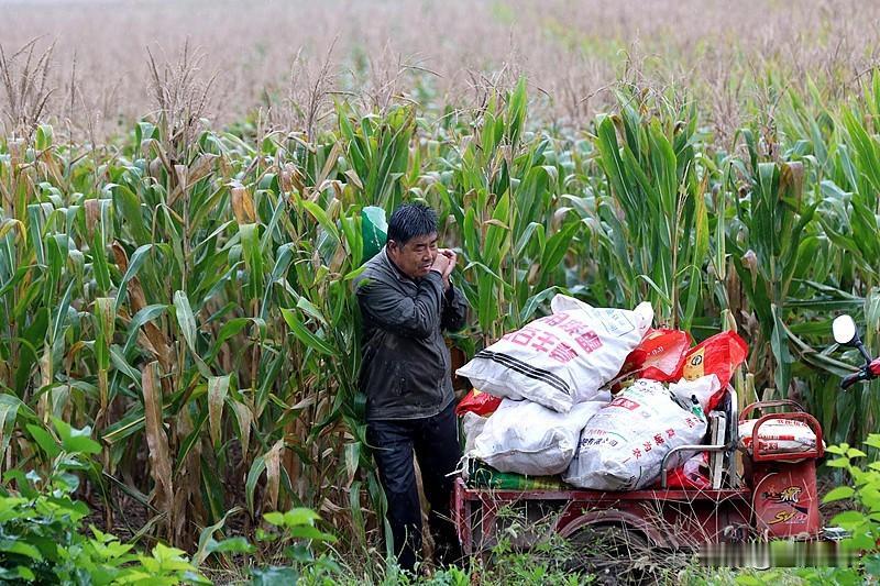 雨只管
欢快地任性地下着
一点也不顾及
农家人的心思
却不知
等待收秋农民的愁闷