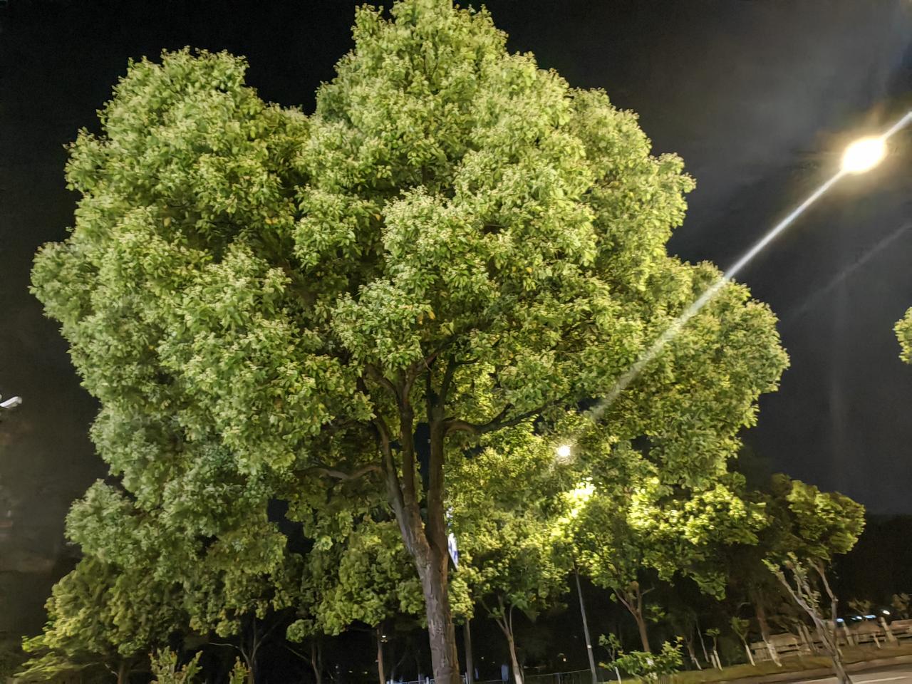 春风沉醉的最后晚上，
临安的香樟树在暗夜里散发着香气，
只有春天才有的香气，
即