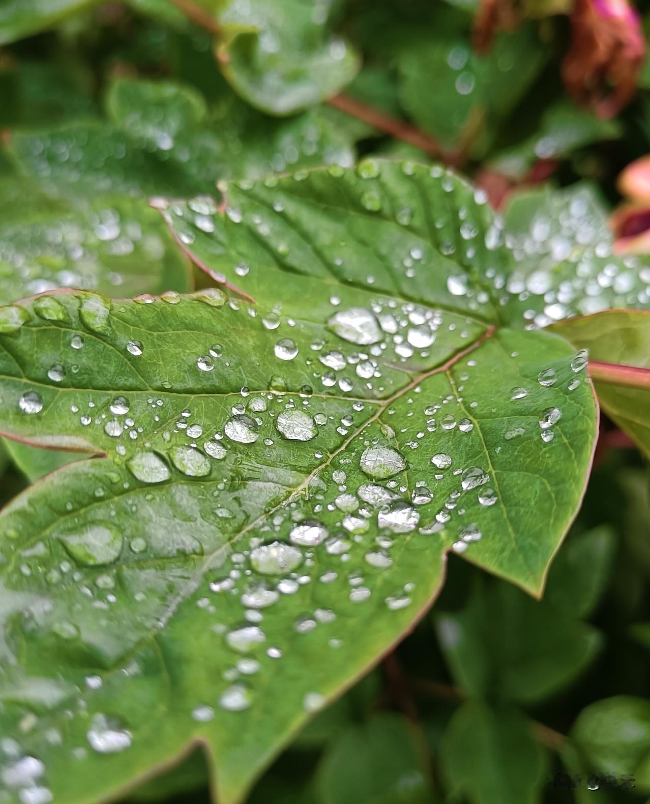 昨日的一场雨后，我家的花上、花叶上都缀满了细碎碎的小水珠，晶莹剔透，挂在叶面上，