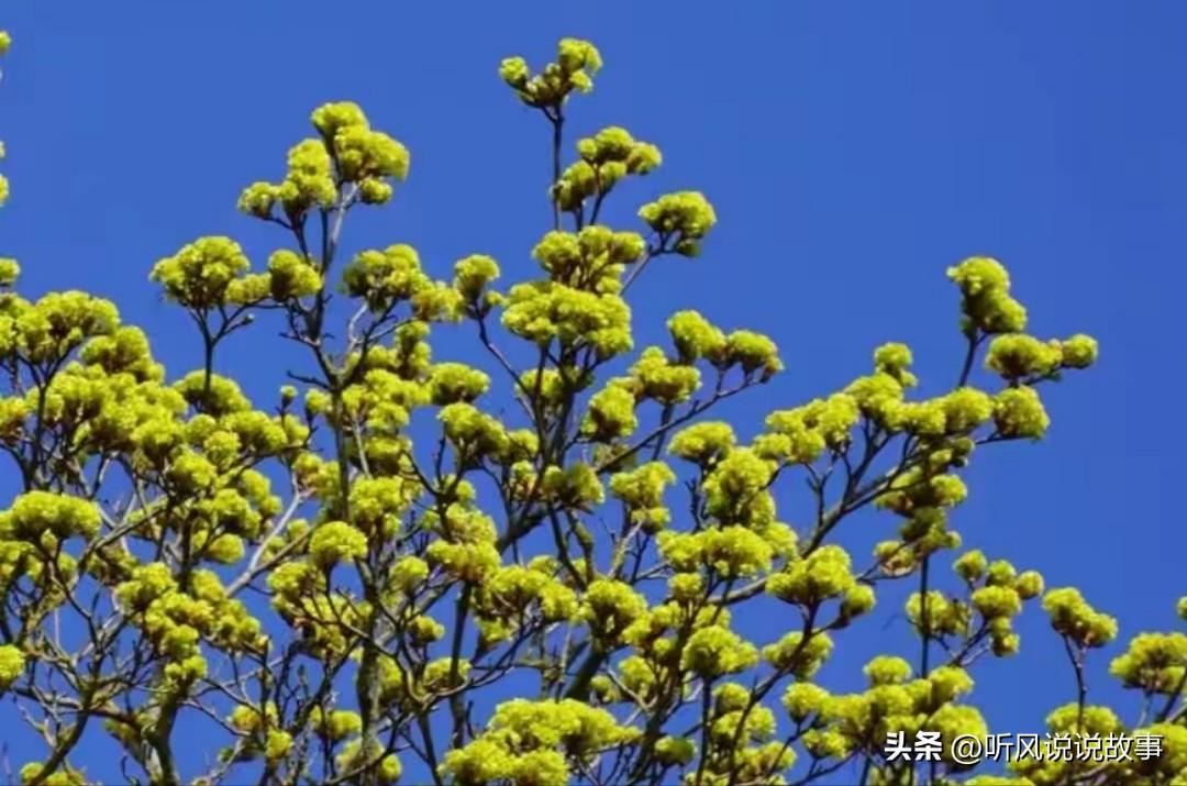 [锦鲤到来]第7期，与男友沟通的话题：白头发的困扰

这几年事情一直拖着拖着，压