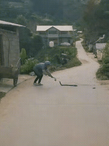 老奶奶用农药喷雾器对付眼镜蛇，这还是头一次看到，感觉还挺好用，不知道真的假的，如