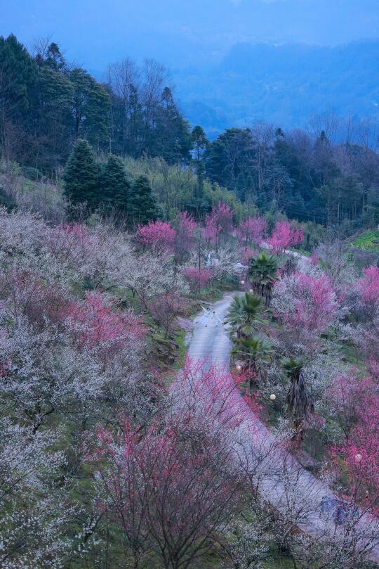 成都周边｜森林木屋泡温泉徒步独享梅林🌸