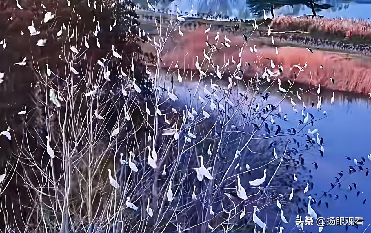 千万鹭鸟来袭！这趟清水潭之旅值爆了✨
 
因为去江苏高邮清水潭湿地公园，直接撞上