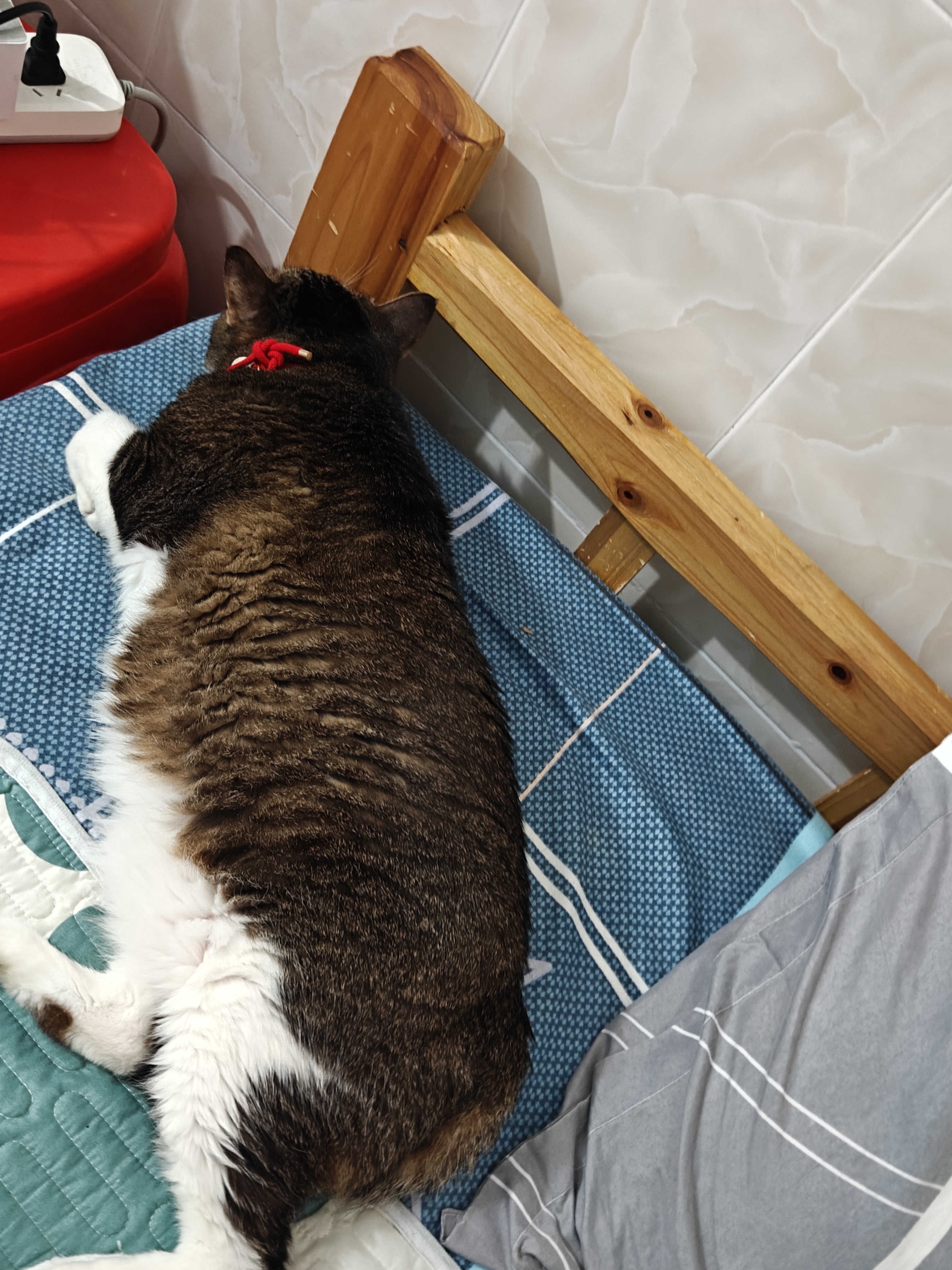 睡觉了，晚安俩宝贝，喵咪
