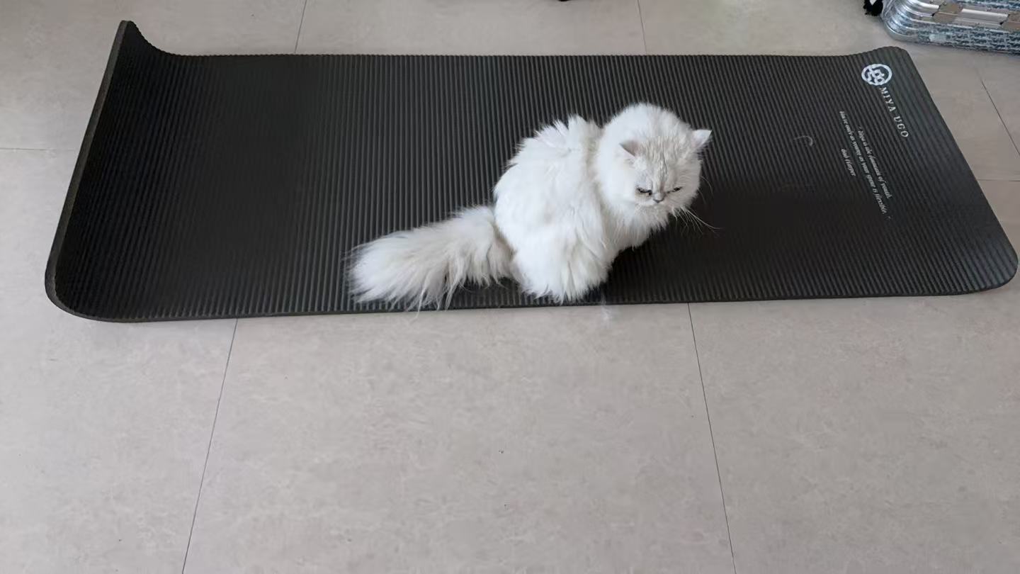 铺好了瑜伽垫想进行一些锻炼，没想到猫先去占了地盘。好吧，那等你走了再说