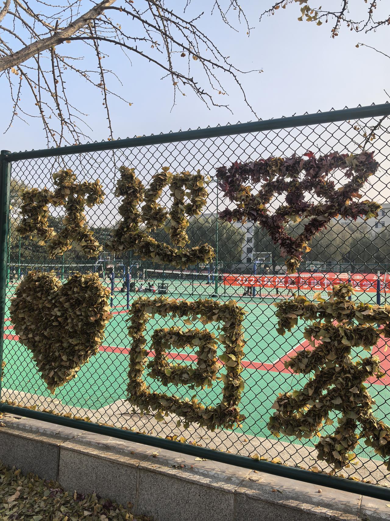 在农业大学的运动场旁，有人把秋天玩出了新花样。银杏叶、红叶被精心编排，在铁丝网织