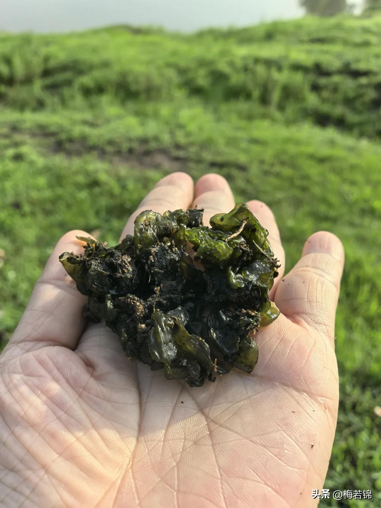 昨天的雨真给力。早晨6点半出发进山拾地耳，约两小时后累了回家转。再看天气预报，往