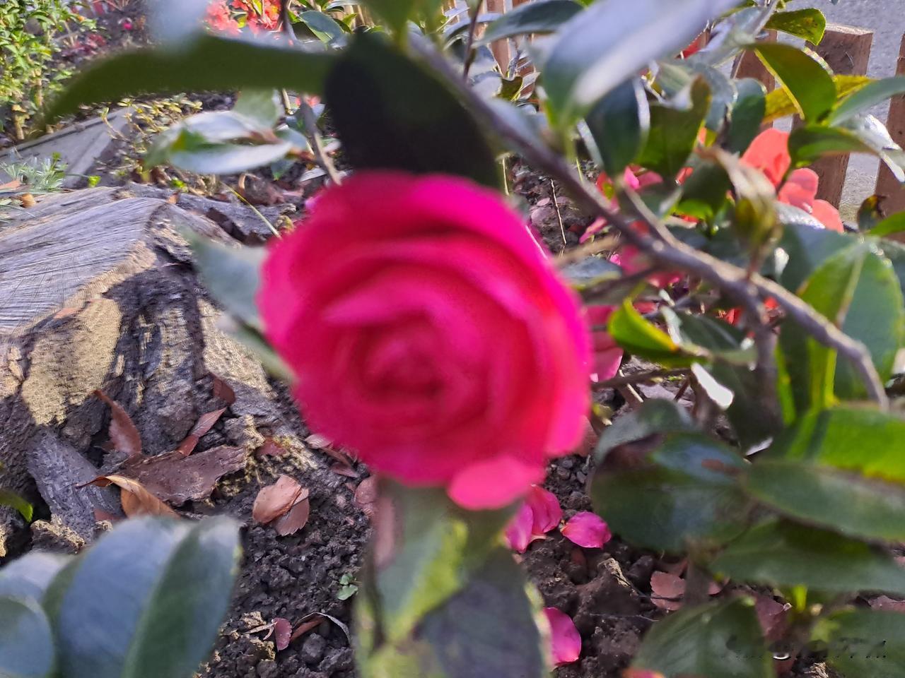 晒图笔记大赛小区里即将开放的山茶花苞