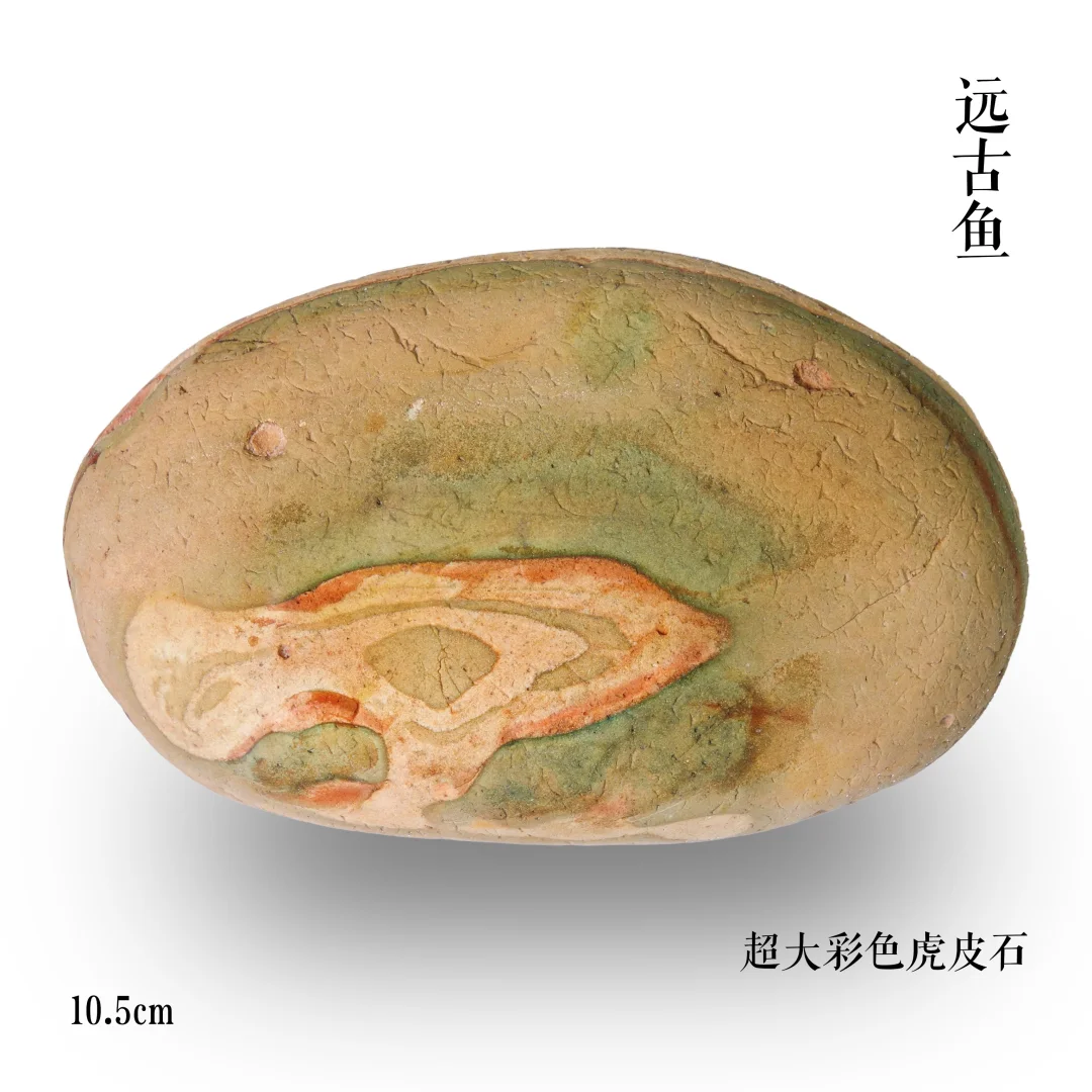 10cm的大虎皮来咯