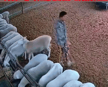 你能想象吗？一只羊顶了人之后，居然若无其事地混进羊群，还装出一副无辜的模样，这画