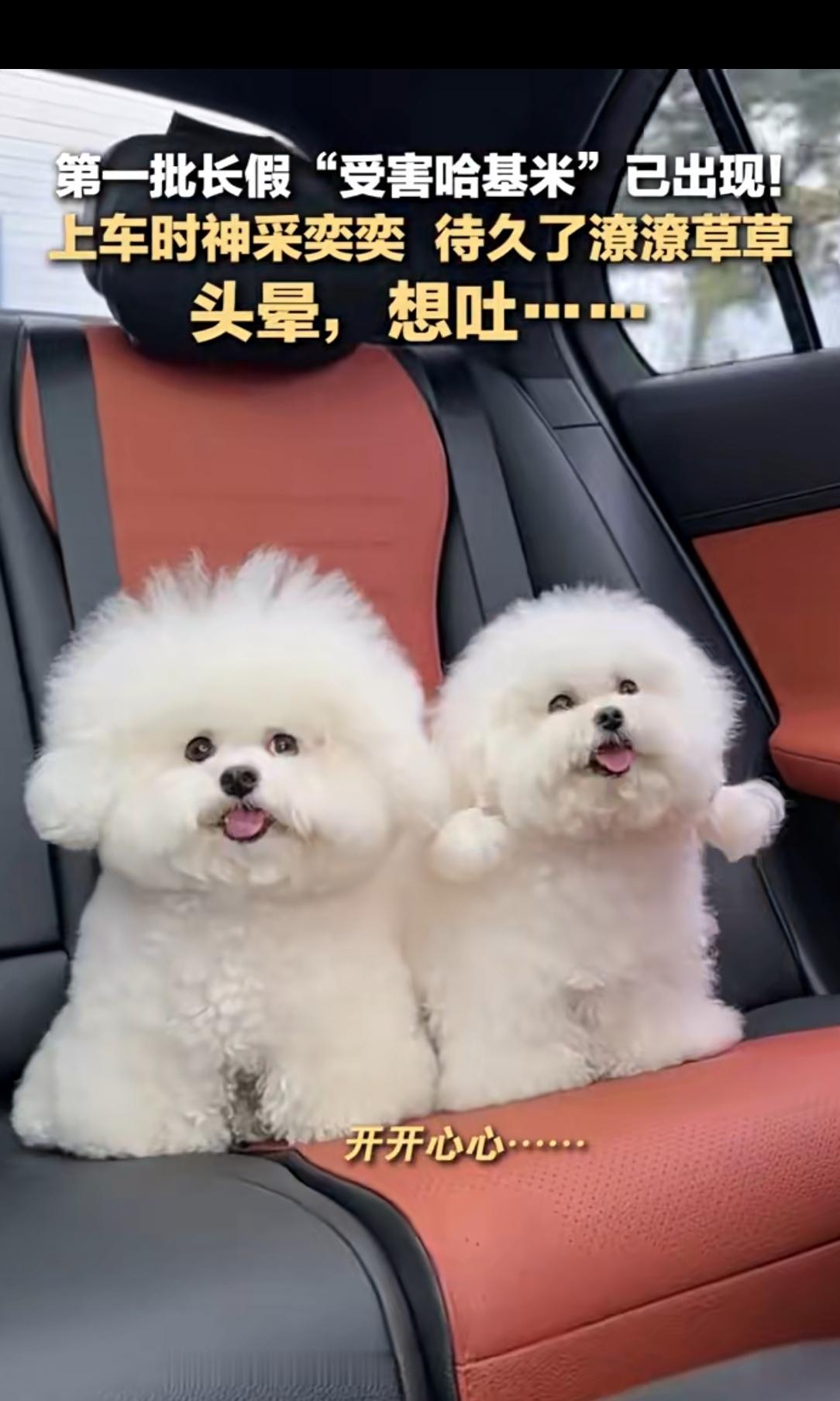 国庆自驾“翻车”现场：宠物上车前超飒，半小时后秒变“霜打茄子”
 
国庆假期的高