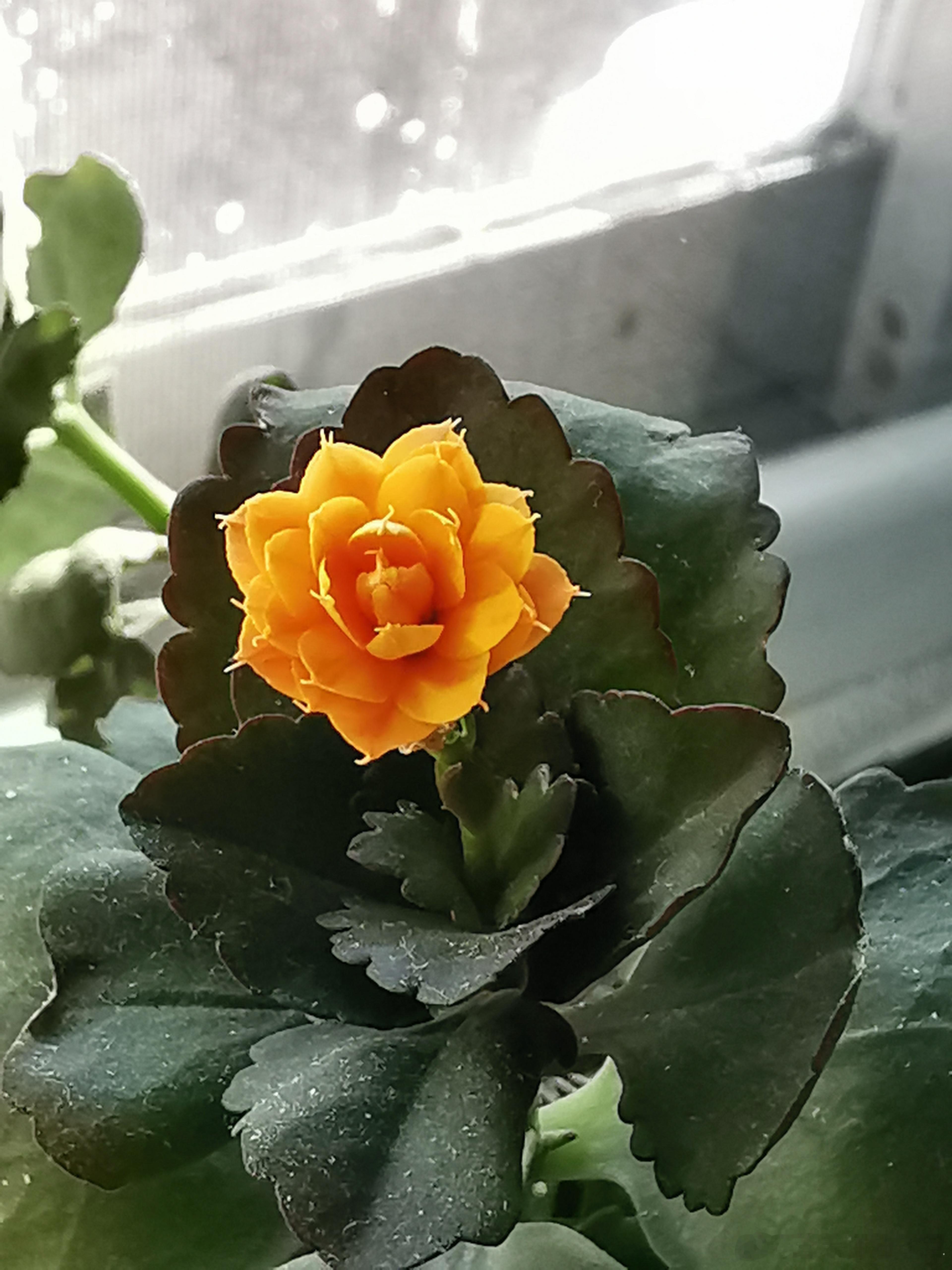 百花迎春  家里的一盆长寿花从去年夏天开完花后就没动静了，前几天看还长了许多黄叶