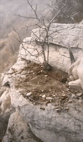 原来制作一个盆景这么费劲呢，怪不得这东西有时候卖的比较贵，原来都是从山上采下来的