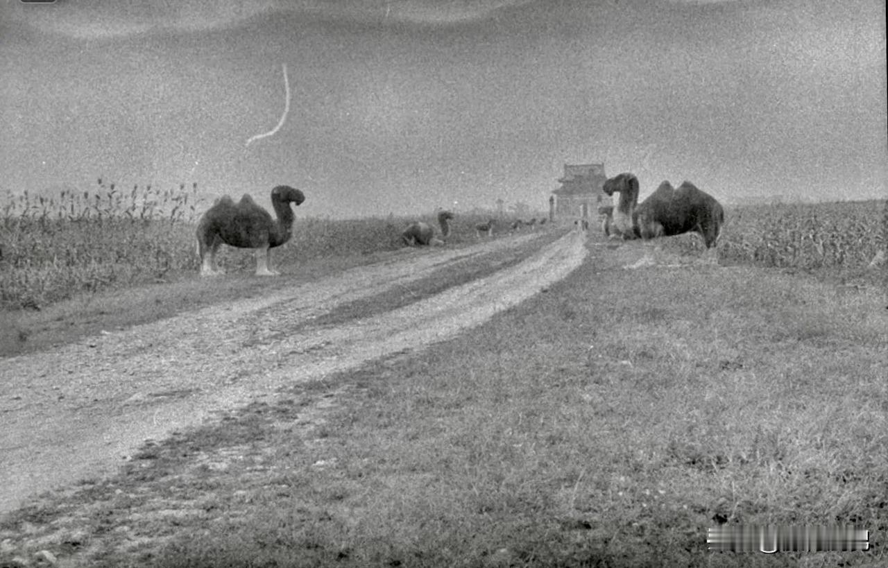 【老照片】1952年，北京明十三陵的一组照片。最后三张照片的墙上有抗美援朝标语。