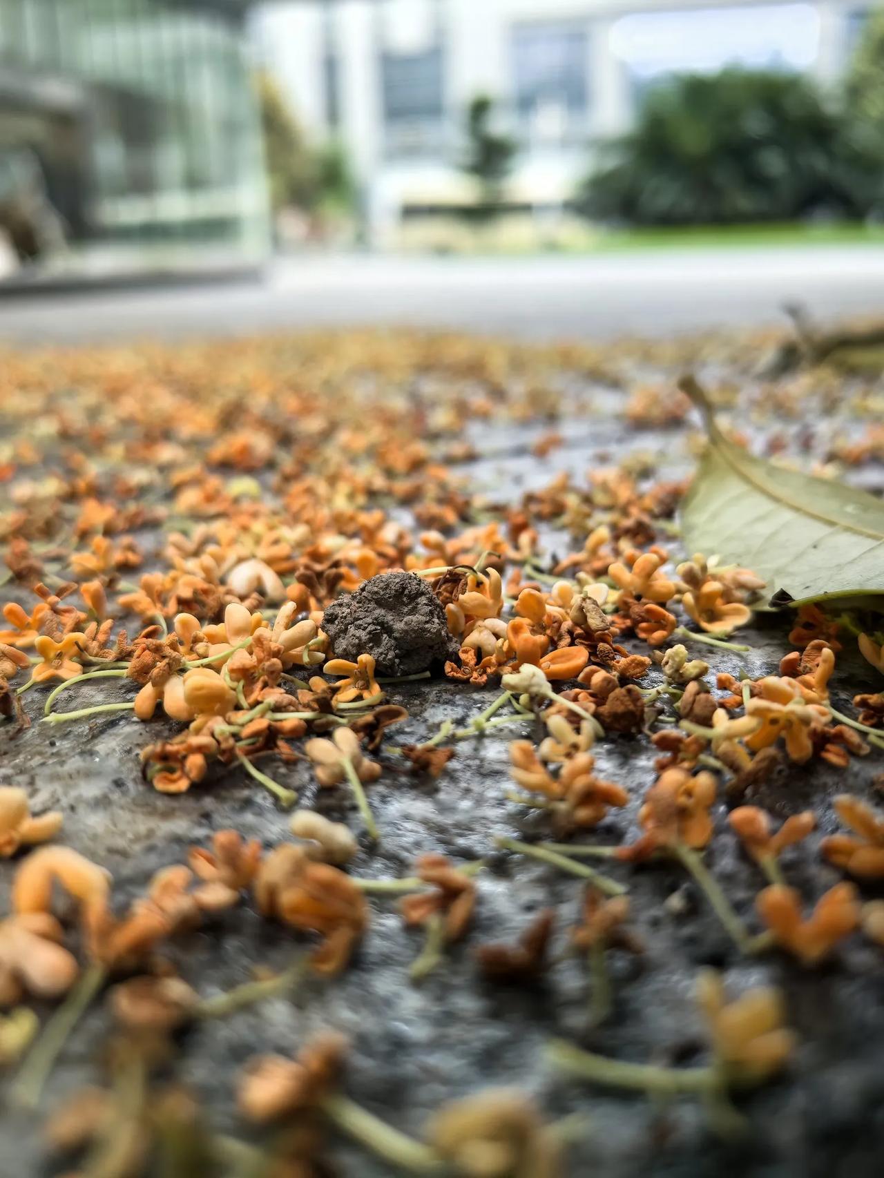 人闲桂花落，
​花落知多少？