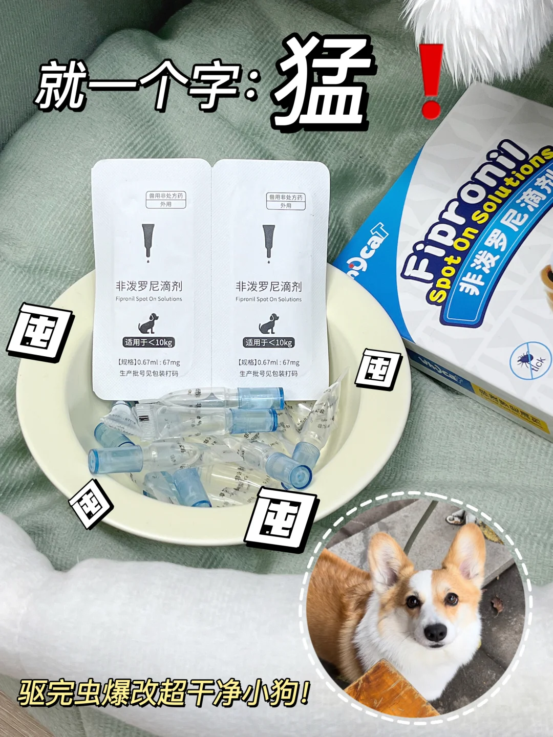 对寄生虫最猛的驱虫来了‼️