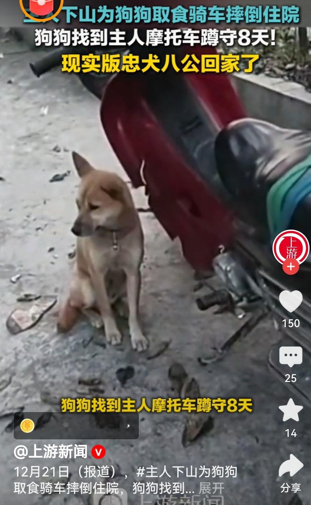 狗狗摩托车旁蹲守8天看哭了，狗狗的爱永远这么纯粹又执着，八天的蹲守全是对主人的牵