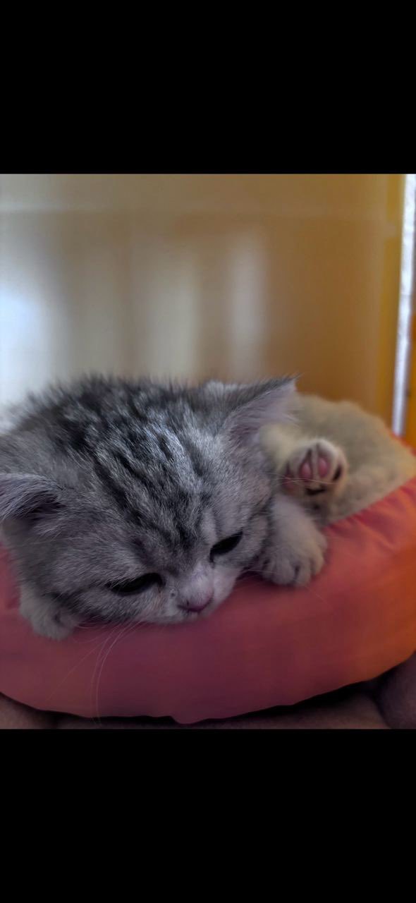 这只猫主人还在玩吗 想猫了 