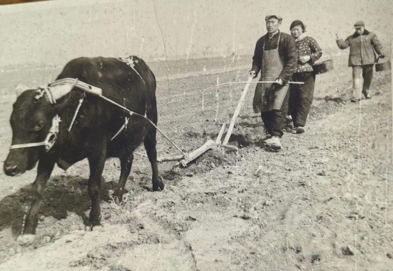 《耕牛的解放》
        中国作为传统农耕社会，如今农村耕地已不再依赖耕牛