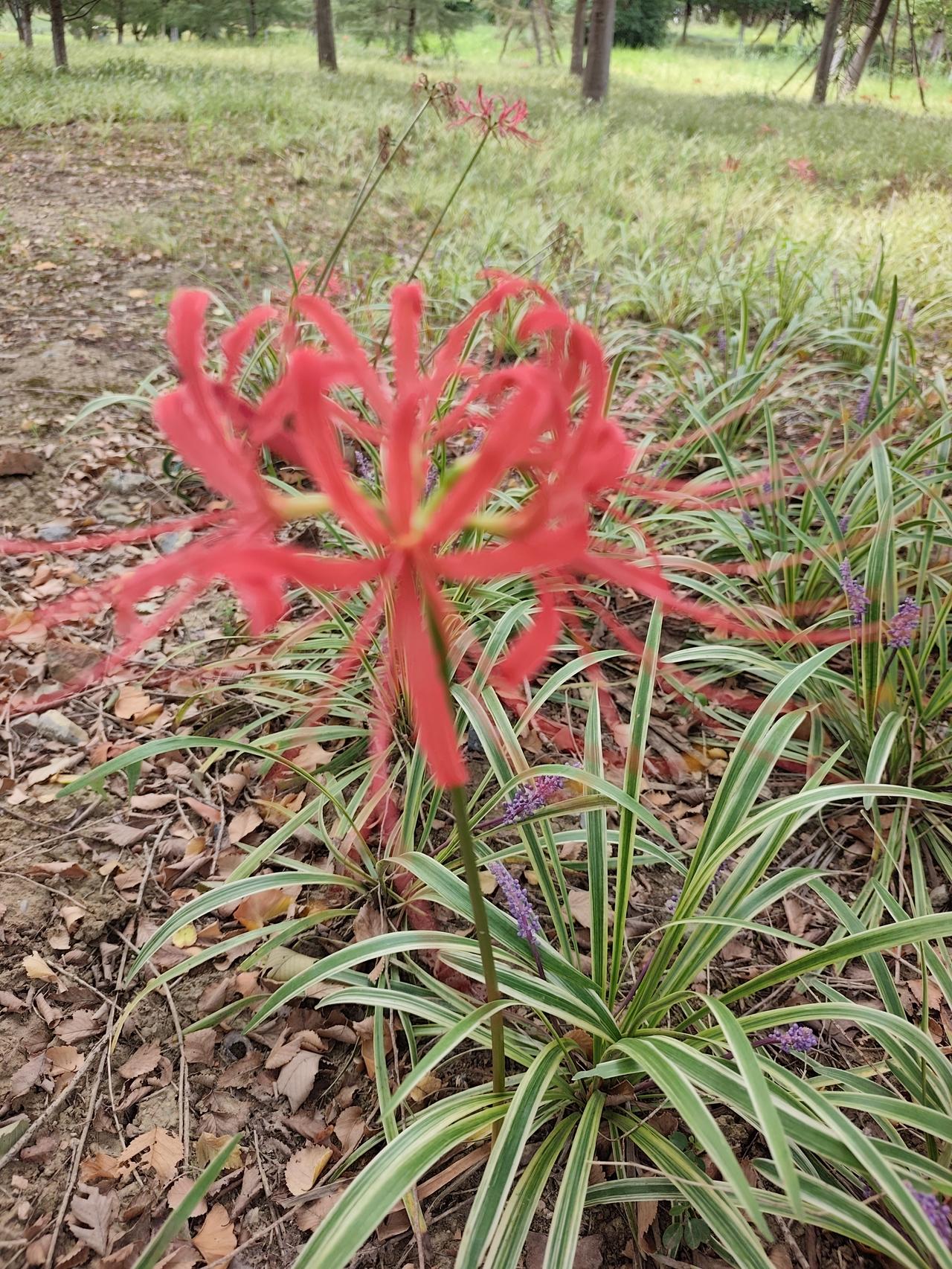 在骆岗公园里缓步漫行，偶遇一丛盛放的彼岸花。灼亮的艳红在青枝翠叶间格外醒目，卷曲